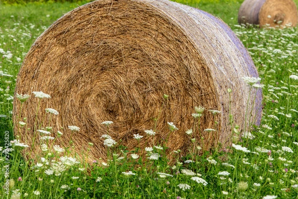 Obraz Rolled Haybale
