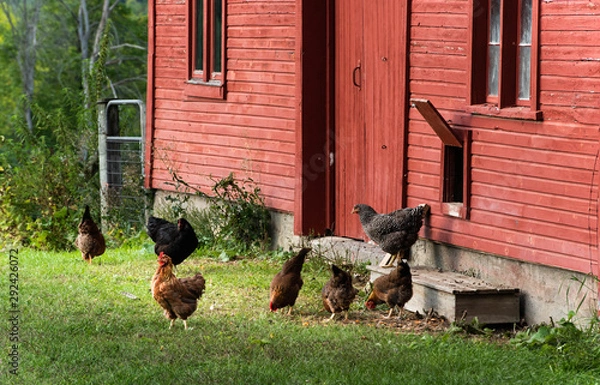 Fototapeta Grazing Hens