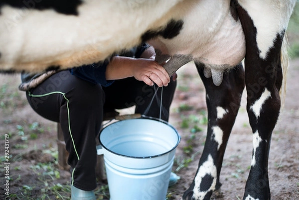 Obraz A woman is engaged in milking a large black-and-white cow in the paddock. Warm fresh milk gets into a metal bucket.