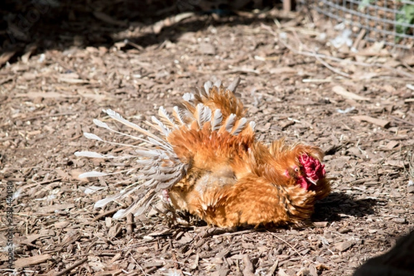 Obraz the rooster is lying on the ground
