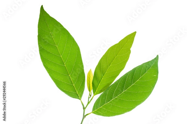 Fototapeta Leaf of Custard apple or Sugar Apple isolated on white background.
