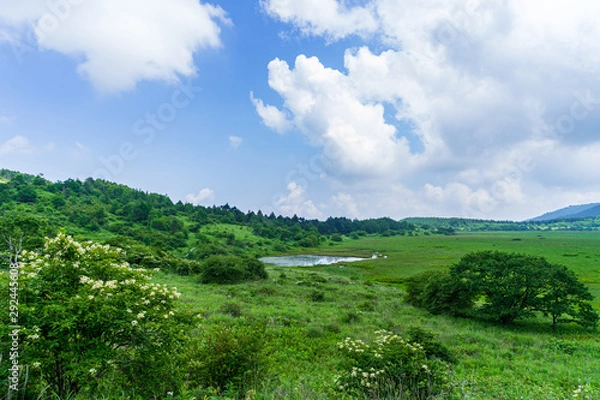 Fototapeta 霧ヶ峰　夏の八島ヶ原湿原　長野県