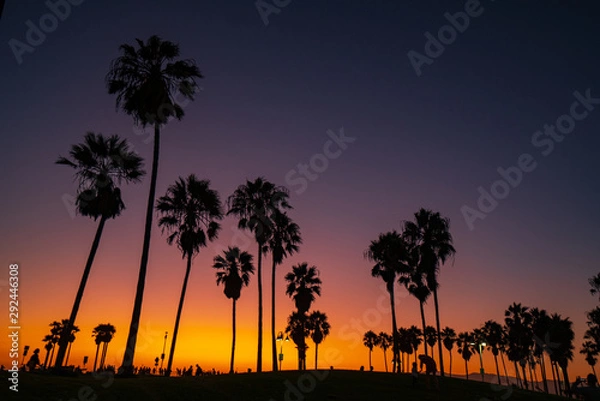 Fototapeta Venice beach palm trees at sunset in Los Angeles in California USA