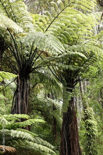 Obraz Neuseeländisches Farn