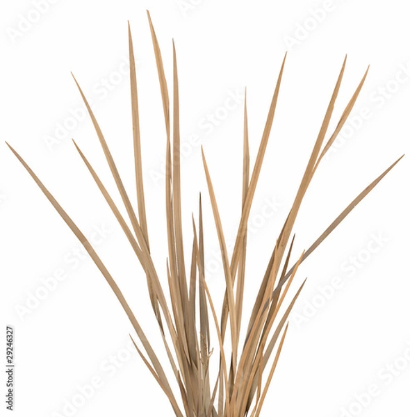 Fototapeta Ornamental Grass 1