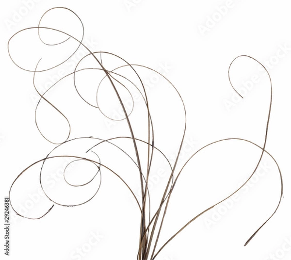 Fototapeta Thin Curly Sticks 2