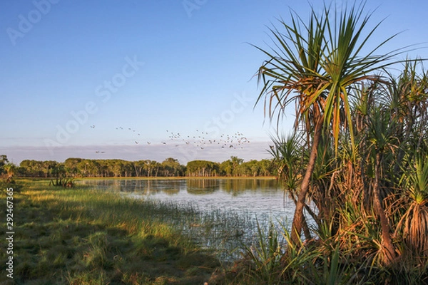 Fototapeta Tropical wetland with paperbark (Melaleuca) reflected in water, Darwin, Australia