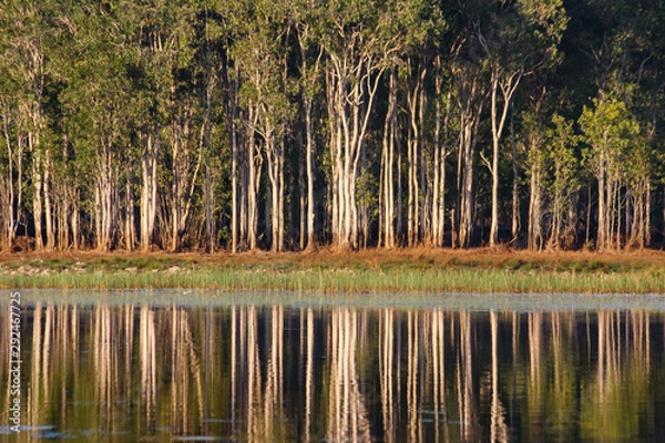 Fototapeta Tropical wetland with paperbark (Melaleuca) reflected in water, Darwin, Australia
