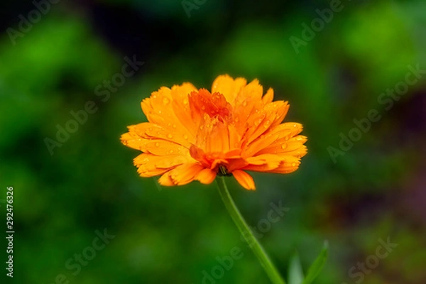 Obraz Calendula flower with rain drops