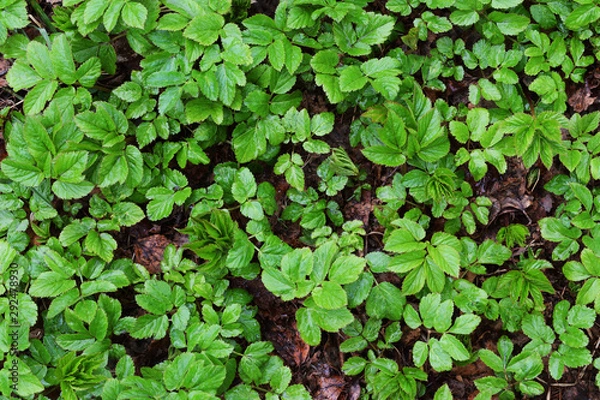 Fototapeta Young green plants and old brown tree leaves wet after the rain. Spring grass. Nature background. Top view