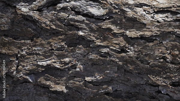 Fototapeta Larch bark texture. Lariks background. Closeup
