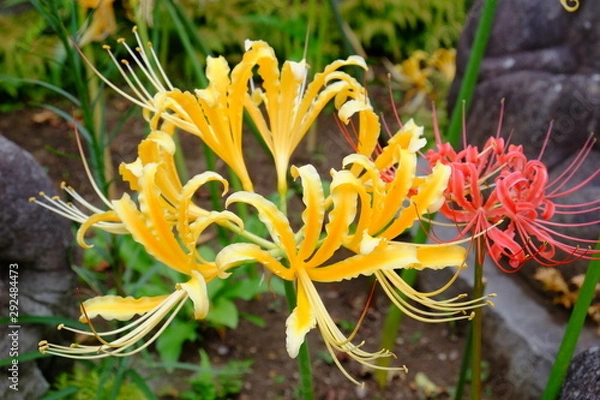 Obraz 黄色い彼岸花