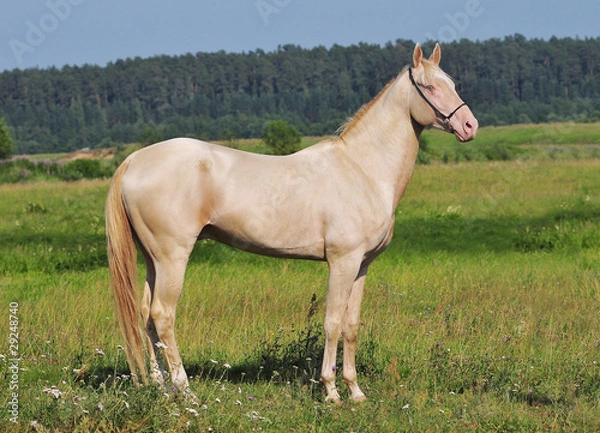 Obraz perlino horse
