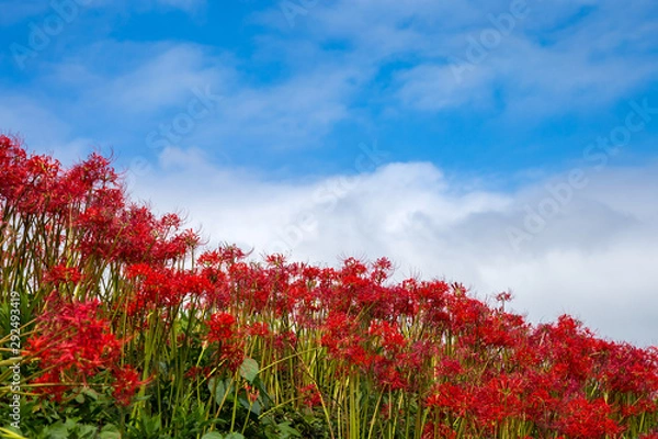 Fototapeta 彼岸花畑　秋イメージ