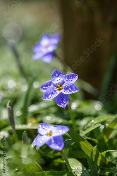 Obraz ハナニラの花　春イメージ