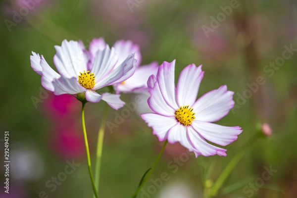 Fototapeta コスモスの花