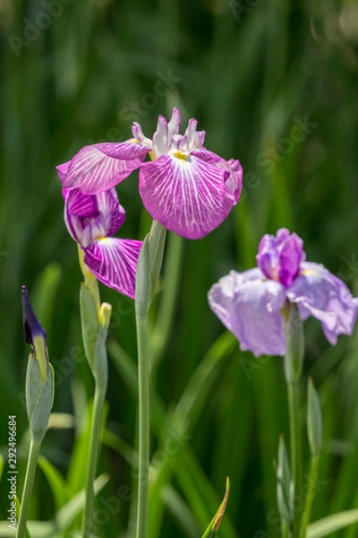 Fototapeta 花菖蒲