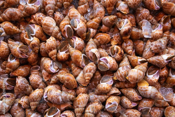 Obraz Spiral babylon snail