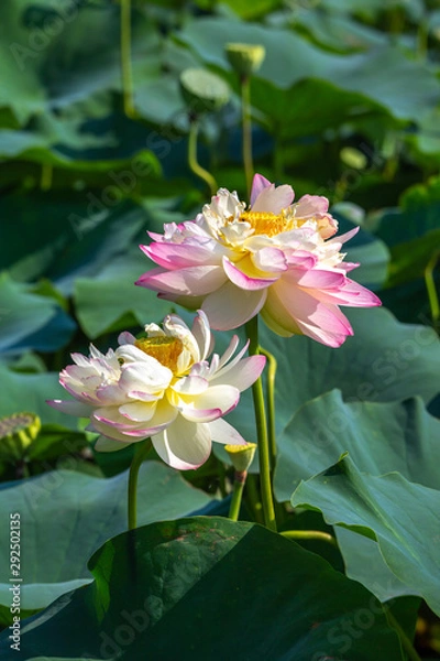 Fototapeta 蓮の花　初夏イメージ
