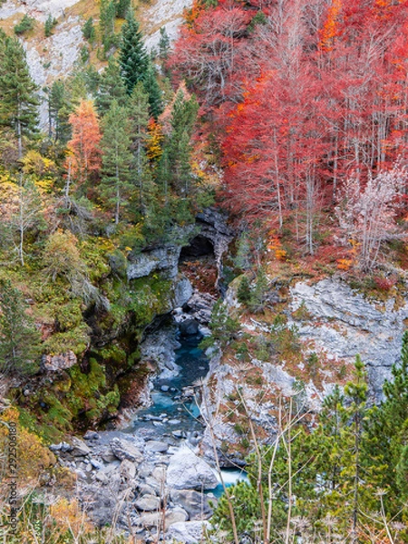Fototapeta Water stream between the rocks and red trees during autumn in the mountains