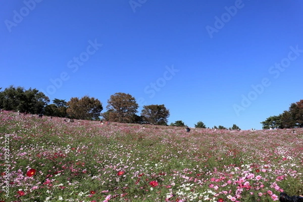 Fototapeta コスモスの風景