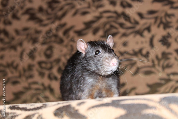 Fototapeta A cute rat sits on the couch and looks at us.
