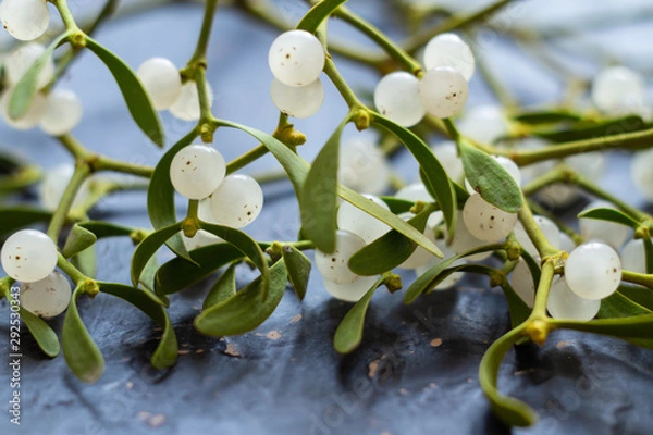 Fototapeta Mistletoe branch on a gray textured background