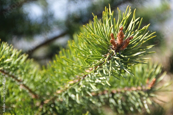 Obraz Pine branch closeup with a blurred background under the spring sunshine.