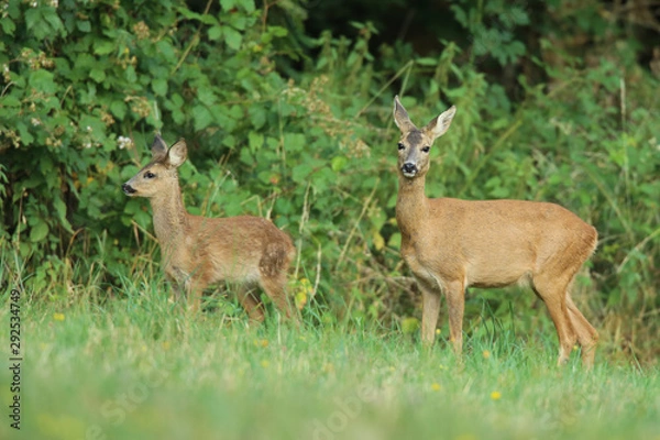 Obraz Chevrette et son faon.