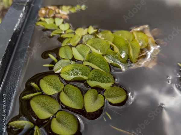 Obraz Salvinia molesta in a Tank
