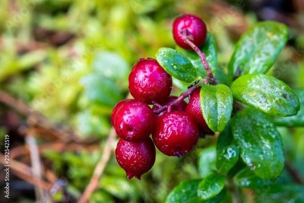 Fototapeta Lingonberries covered in dew in an autumn forest
