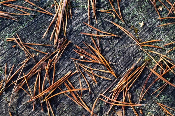 Fototapeta Pine needs on a old tree stump