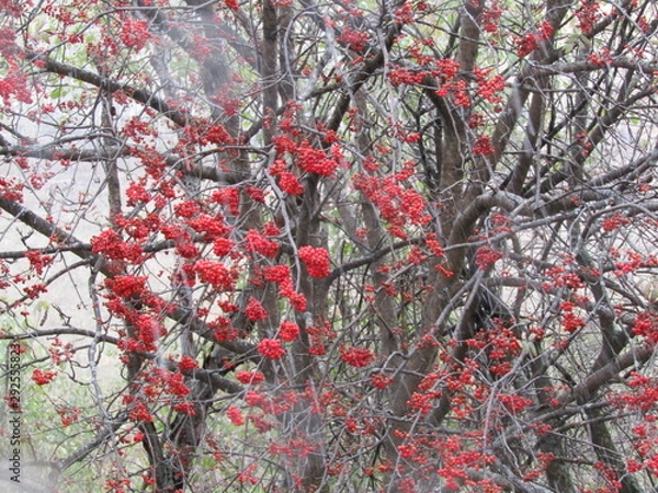 Obraz red maple tree in autumn
