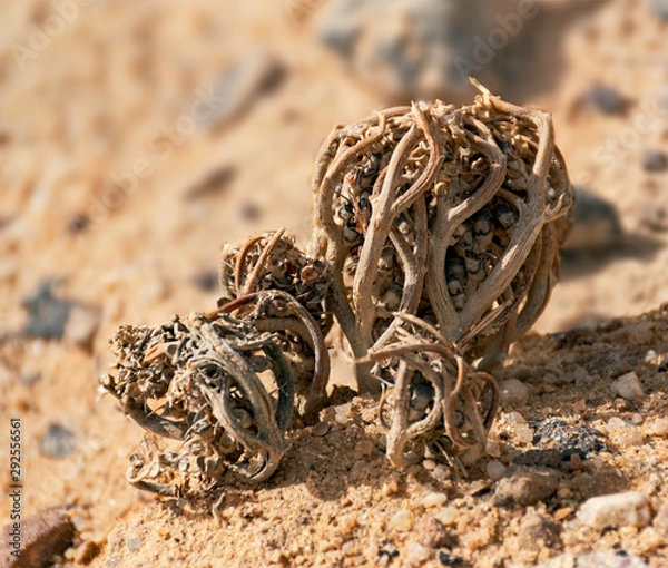 Fototapeta the famous true rose of jericho biblical plant shown in its dessicated dormant state in a dry streambed in makhtesh ramon in israel