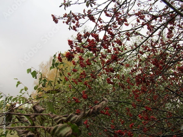 Obraz rowanberry under snow