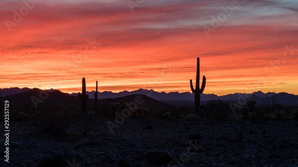 Fototapeta Sunset in the Arizonan desert with silhouetted saguaro cactus