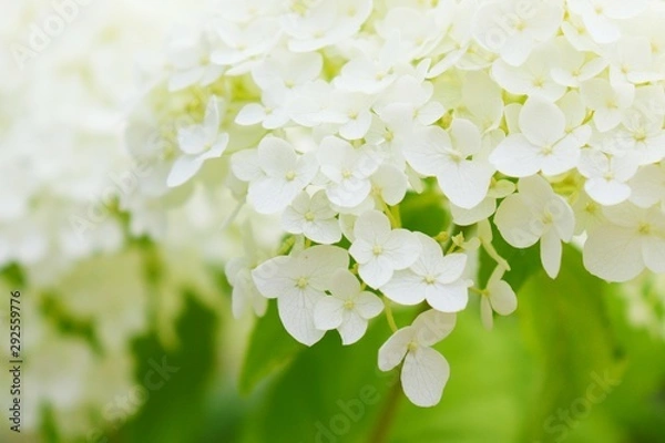 Obraz Schneeball Hortensie