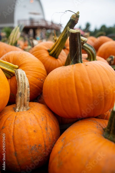 Fototapeta Decorative orange pumpkins on display at the farmers market in usa. Orange ornamental pumpkins in sunlight. Halloween Harvesting and Thanksgiving concept. pumpkin orange halloween in october autumn.