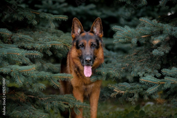 Fototapeta Dog breed German shepherd, close-up portrait in the firs, in the trees, in the trees