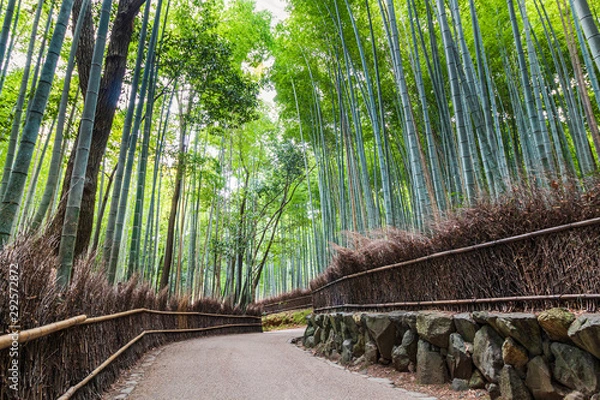 Obraz Japanese bamboo forest