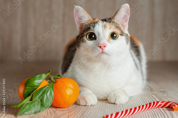 Fototapeta A ginger cat sits between a tangerine and a Lollipop and looks up curiously