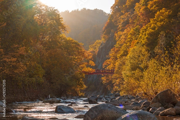 Obraz Forest autumn back-lit 