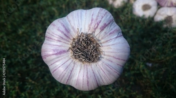 Obraz garlic in the garden