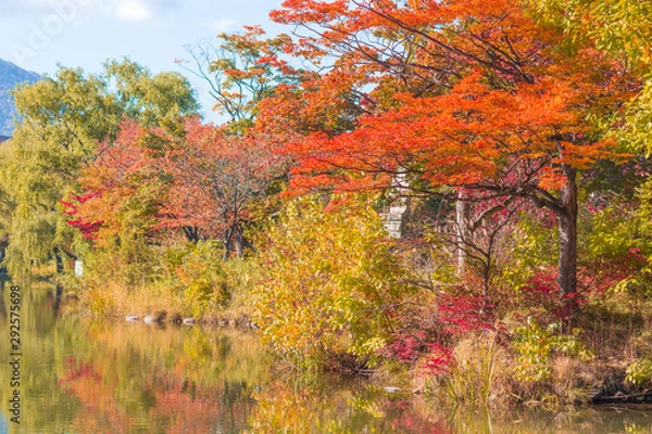 Obraz autumn in the park
