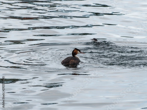 Fototapeta Podiceps cristatus | Grèbe huppé
