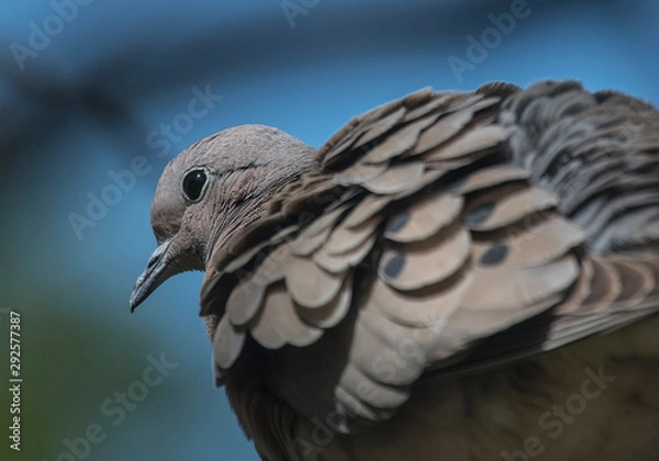 Obraz Paloma torcaza