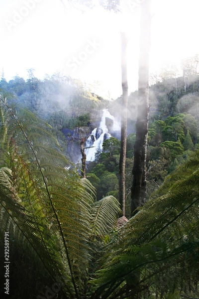 Fototapeta A misty rain forest near St. Columbus falls. Tasmania.