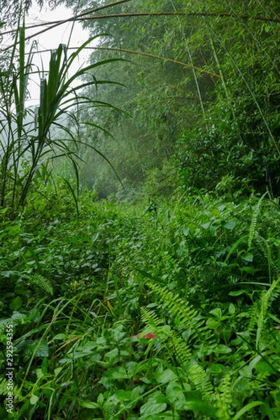 Fototapeta Forrest path