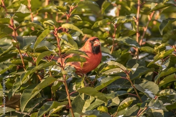 Obraz red bird on a branch