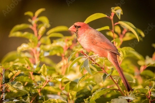 Fototapeta bird on branch